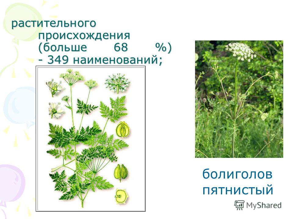 Классифицируйте приведенное на рисунке соцветие болиголова пятнистого