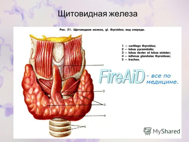 Щитовидной железы спб