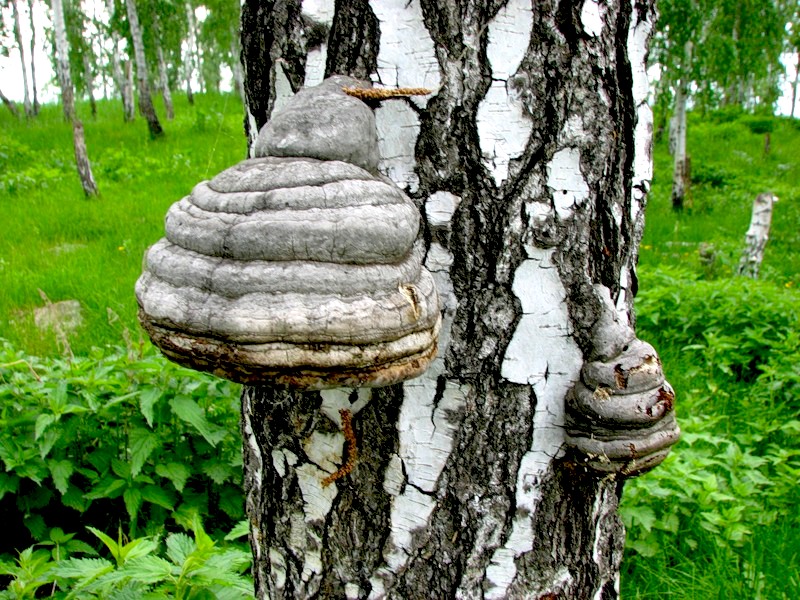 scientists-from-novosibirsk-fungus-cure-aids
