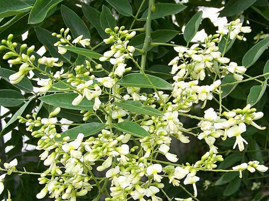 цветы софлоры японской применение в медицине