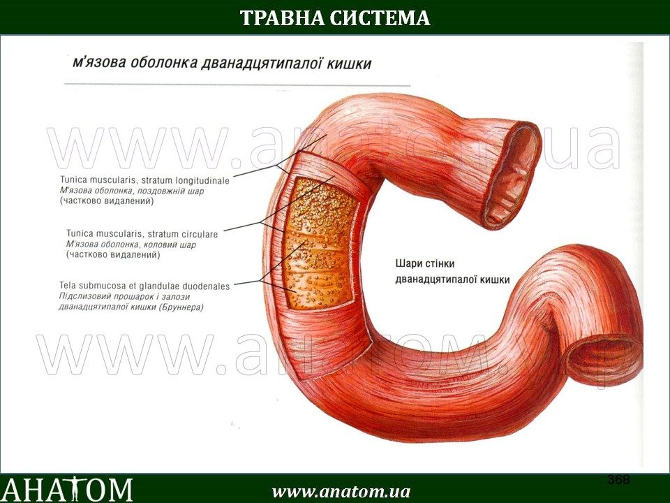 Двенадцатиперстная кишка анатомия