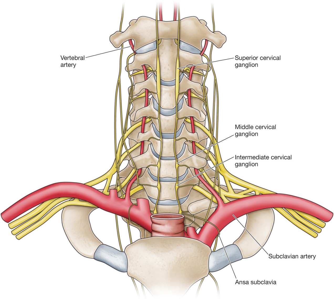 Артерии задних сегментов. Сегмент v1 v2 позвоночной артерии. Артерия вертебралис анатомия. Позвоночная артерия анатомия. Позвоночная артерия сегменты анатомия.