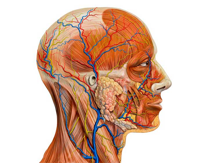 Сосуды головного мозга и шеи