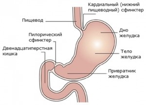 gastric_and_duodenal_1