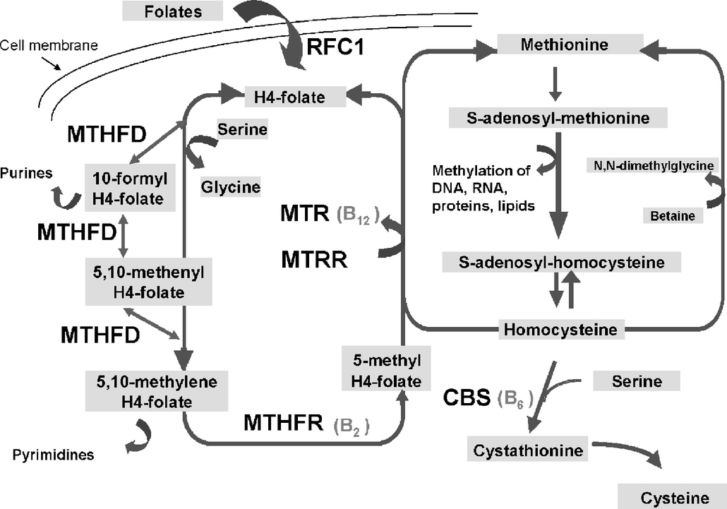 Фолиевый цикл. Метаболизм гомоцистеина схема. Метаболизм фолатов схема. Цикл гомоцистеина. Фолатный цикл.