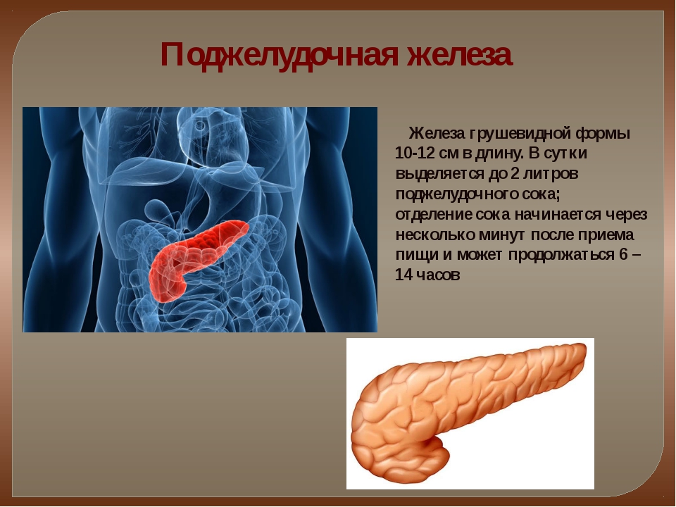 Легкие и поджелудочная железа. Поджелудочная железа орган. Поджелудочная железа презентация. Железы поджелудочной железы.