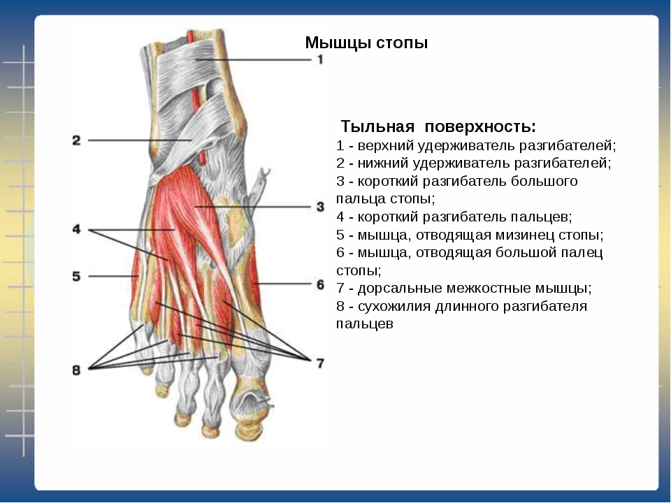 Мышцы и связки стопы анатомия. Сухожилия разгибателей пальцев стопы. Мышцы щиколотки