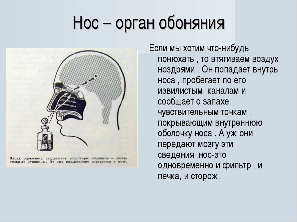 Проект нос орган обоняния 3 класс