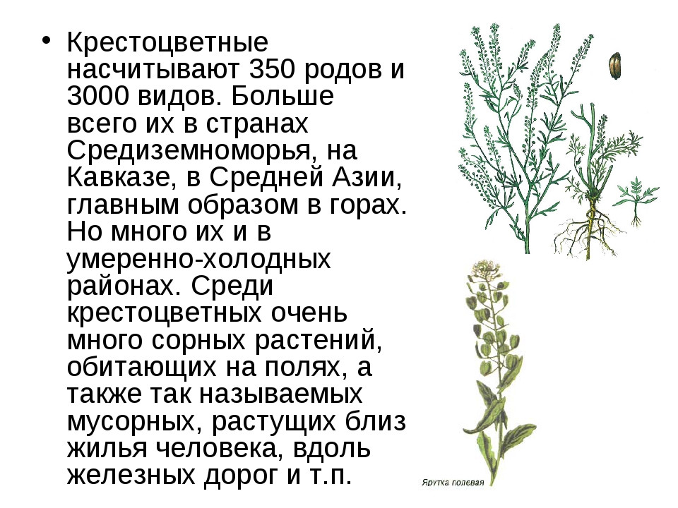 Пищевые крестоцветные растения. Семейство крестоцветные информация. Капустные крестоцветные растения. Биология крестоцветные растения. Крестоцветные отдел класс семейство
