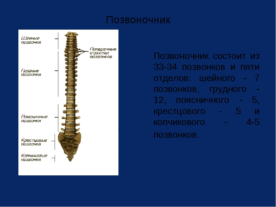 8 позвонок. Позвонки крестцового отдела являются подвижными. Позвонки грудного отдела позвоночника подвижны. Позвонки крестцового отдела подвижны. 4 Крестцовый позвонок.