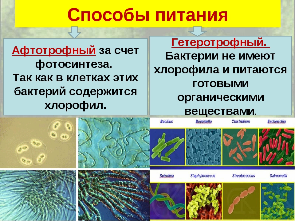 Автотрофные прокариоты. Способ питания клетки бактерий. Способ питания бактериальной клетки. Схема питания бактерий. Питание бактерий 5 класс биология.