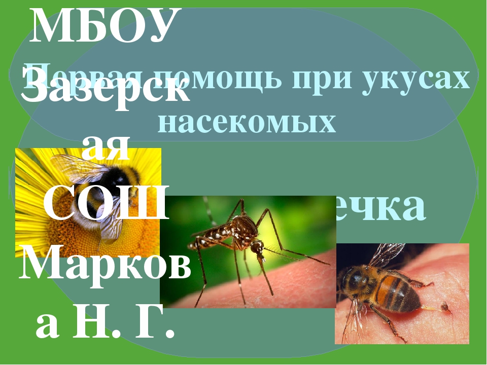 Презентация зеленая аптечка первая помощь при укусах насекомых для детей