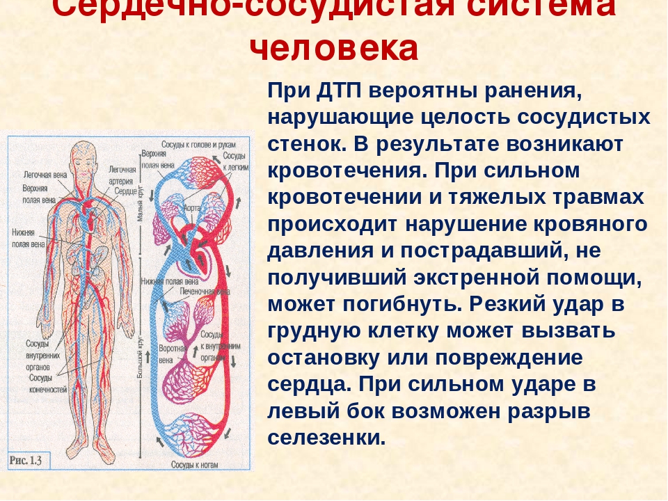 Система кровообращения человека состоит. Сердечная сосудистая система анатомия. Строение и функции сердечно-сосудистой системы. Схема кровеносной системы человека строение и функции. Строение сосудов кровеносной системы человека анатомия.