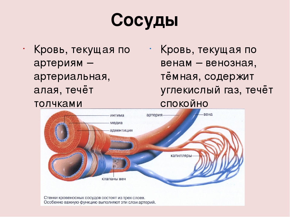 Кровеносная система сердце вены артерии капилляры. Кровеносные сосуды человека схема артерии вены. Кровеносные сосуды венозной крови. Сосуды по которым течет артериальная кровь. Артериальная кровь течет по сосудам.