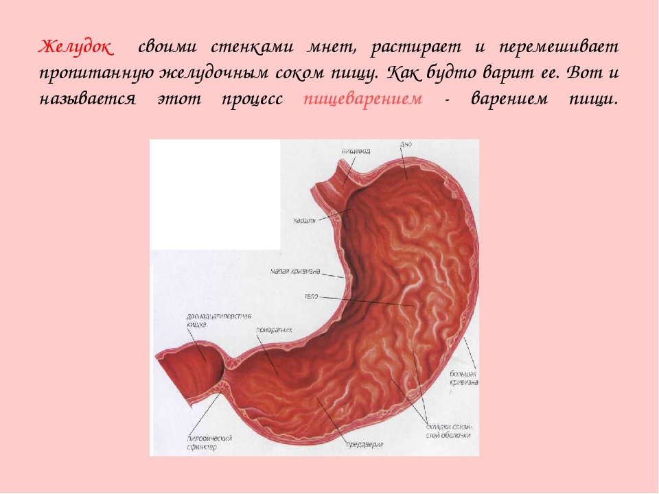 Схема строения желудка