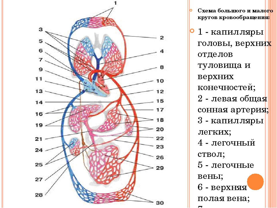 Круги кровообращения человека анатомия схема. Малый круг кровообращения строение. Схема строения кругов малого и большого кровообращения. Малый и большой круг кровообращения человека схема.