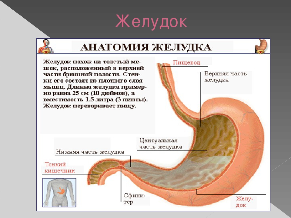 Почему стоит желудок. Краткая анатомия желудка. Особенное строение желудка.