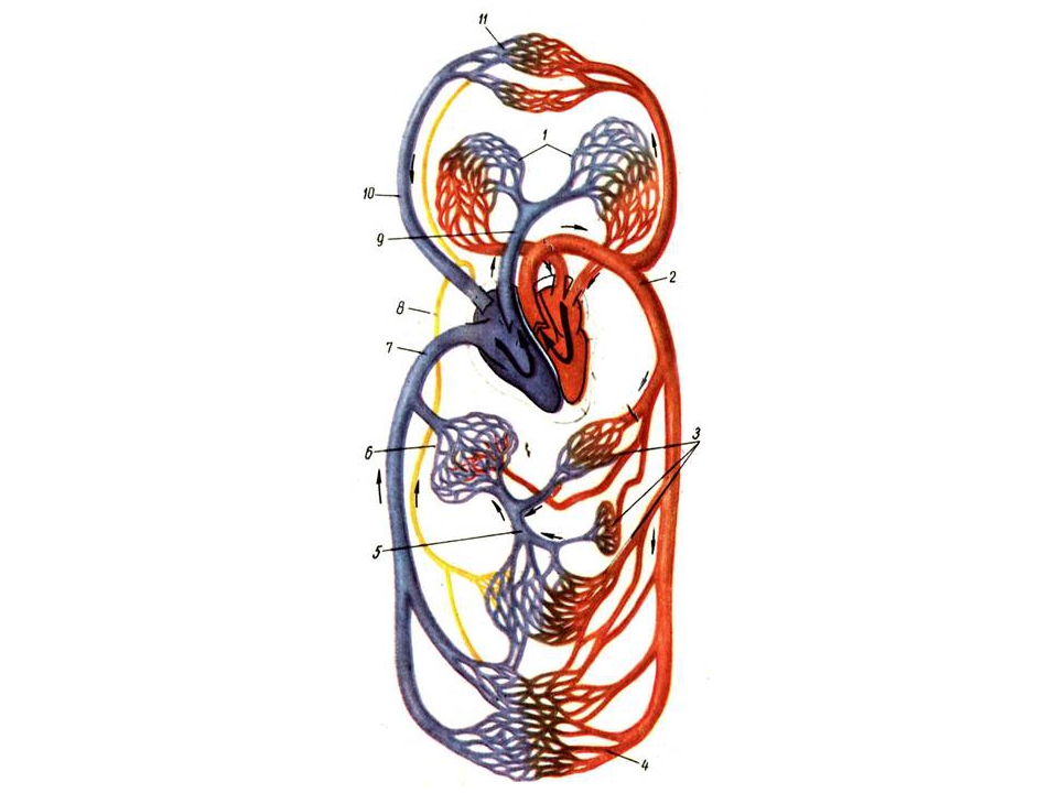 Основные органы кровообращения. Кровеносная система круги кровообращения. Кровеносная система человека схема. Схема строения кровеносной системы человека биология 8 класс. Схема кровообращения Гарвея.