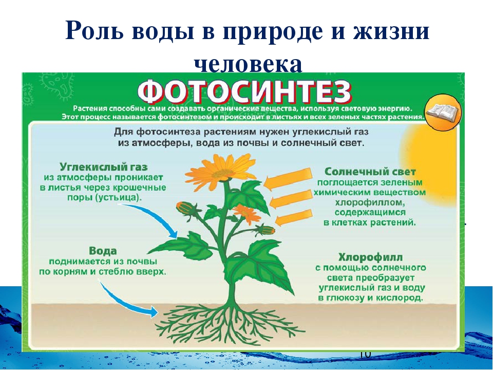 При фотосинтезе растениями используется. Фотосинтез растений. Процесс фотосинтеза у растений. Питательные вещества для растений. Процесс фотосинтеза у растений схема.