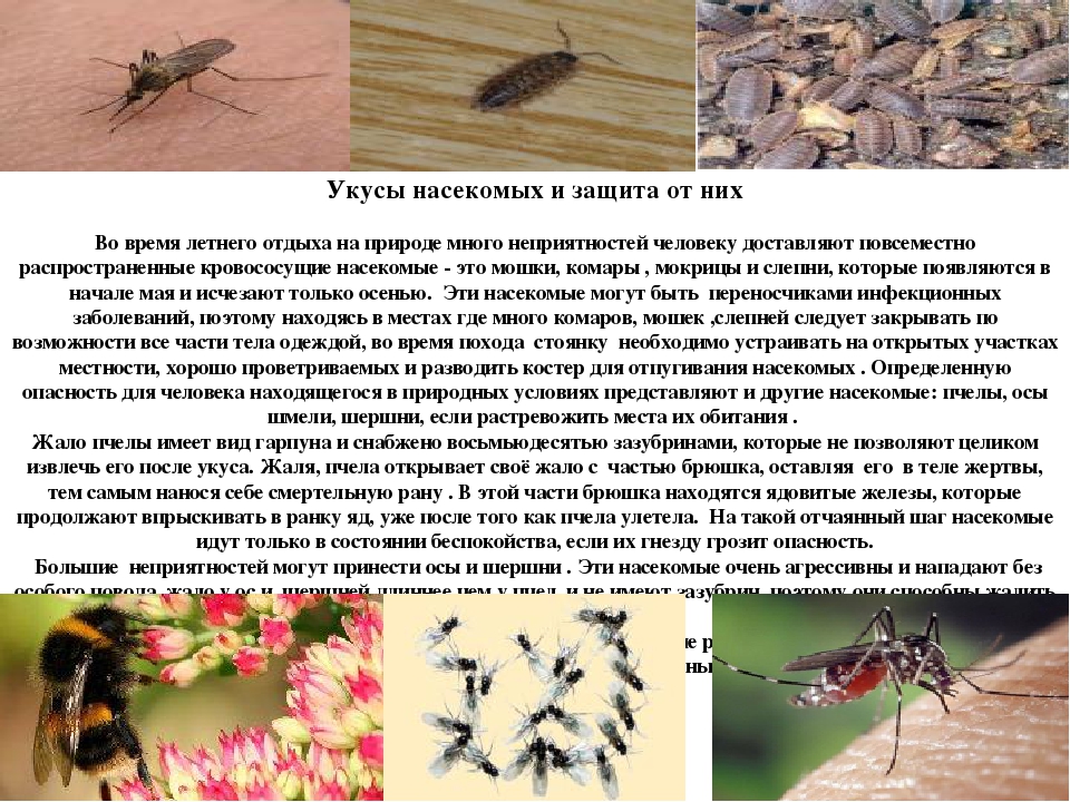Укусы насекомых сообщение. Защита насекомых. Опасность укусов насекомых.