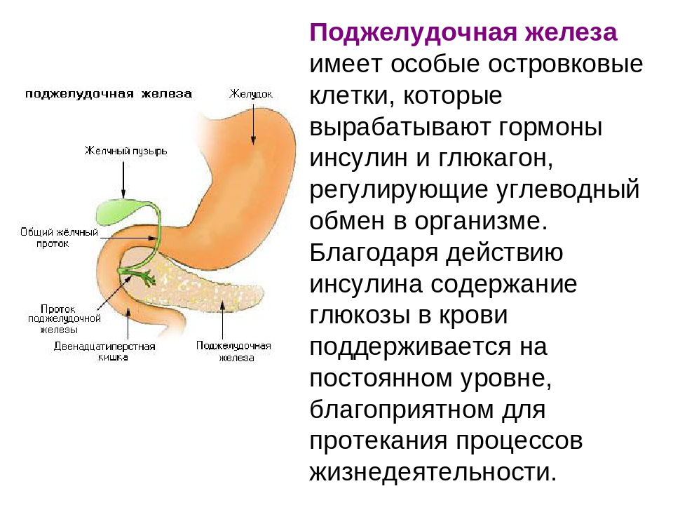 Изгиб поджелудочной железы. Описание поджелудочной железы биология 8 класс. Строение и функции поджелудочной железы 8 класс. Поджелудочная железа состоит из 3. Функции поджелудочной железы кратко.