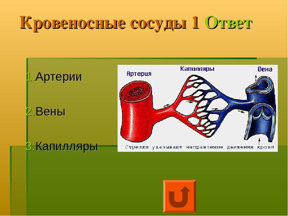 Виды кровеносных сосудов рисунок