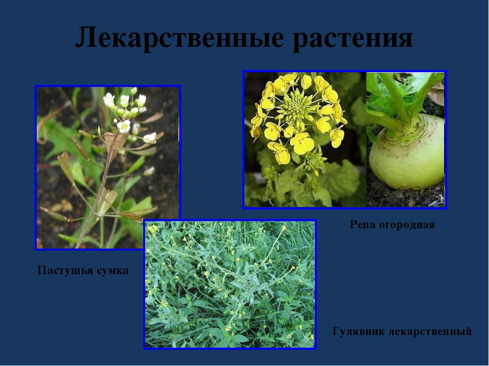 Капустные растения примеры крестоцветные