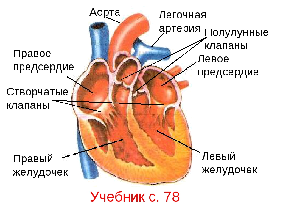 Фото левое предсердие