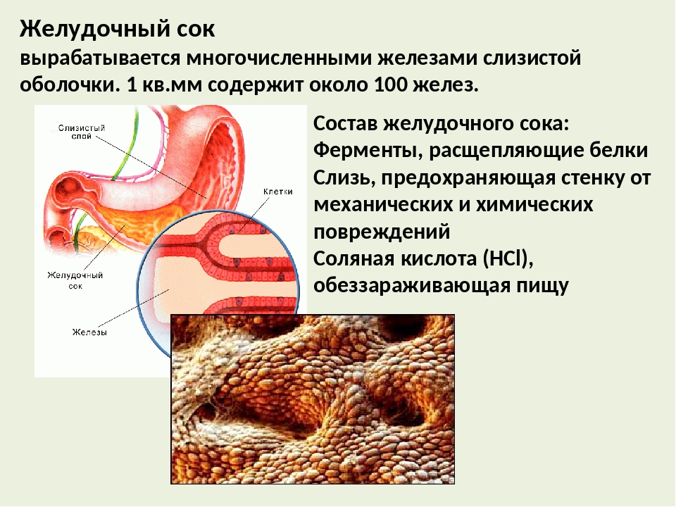 Желчный сок. Как образуется желудочный сок. Слизистая оболочка желудка пищеварительный сок. Желудочный сок вырабатывается. Выработка желудочного сока.