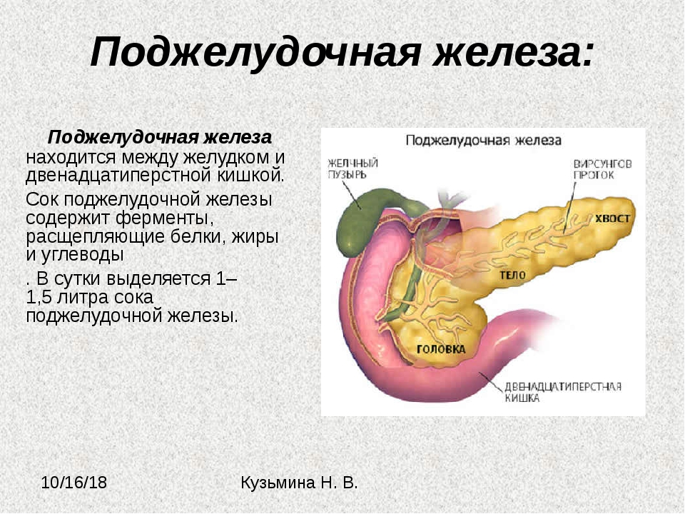 Пищеварительная роль поджелудочной железы. Поджелудочная железа биология 8. Функции поджелудочной железы таблица. Поджелудочная железа анатомия человека функция. Структура строение поджелудочной железы.