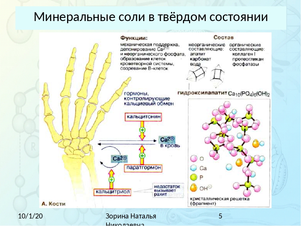 Составить план ответа на вопрос откуда поступают минеральные соли в организм человека