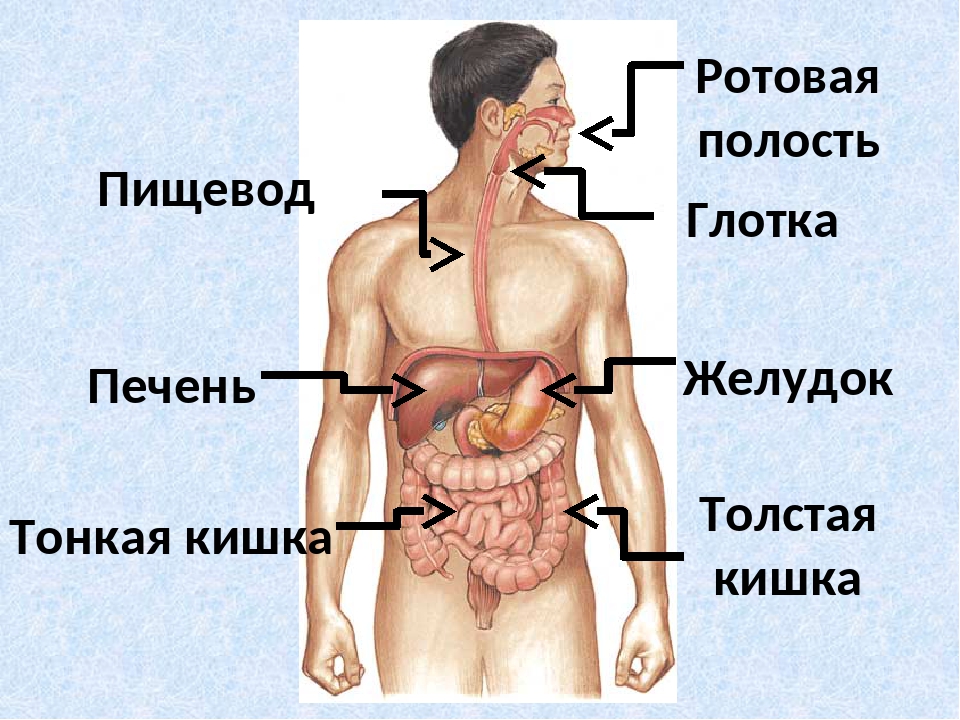 Gde. Желудок анатомия человека расположение. Где находится желудок у человека. Где находится печень у человека. Расположение печени.