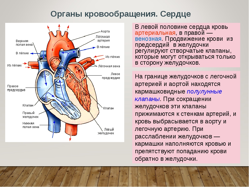 Артериальная кровь в сердце. Артериальная и венозная кровь в сердце. В левой половине сердца кровь. Правая часть сердца.