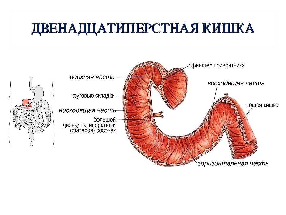 Луковица 12 перстной кишки где находится рисунок