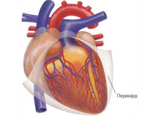 топография сердца анатомия 