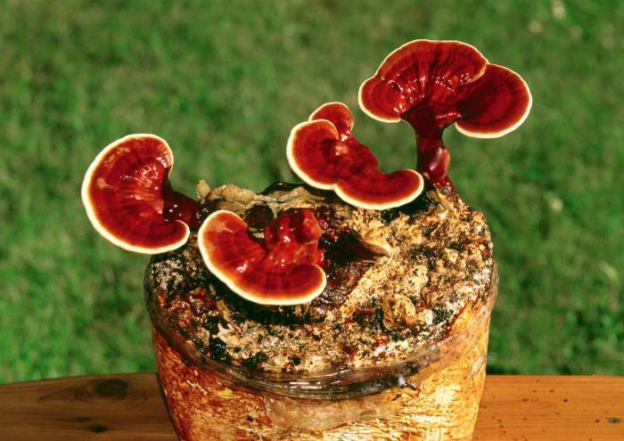 гриб линчжи лечебные свойства