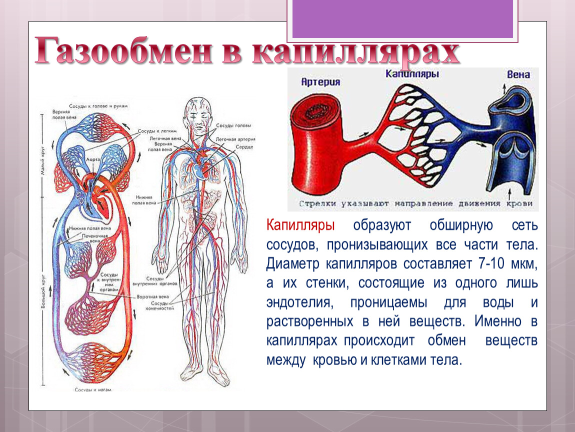 Презентация сердце и кровеносные сосуды