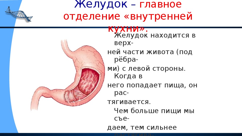 Встал желудок. Желудок располагается. Пища попадая в желудок. Пища в желудке находится.