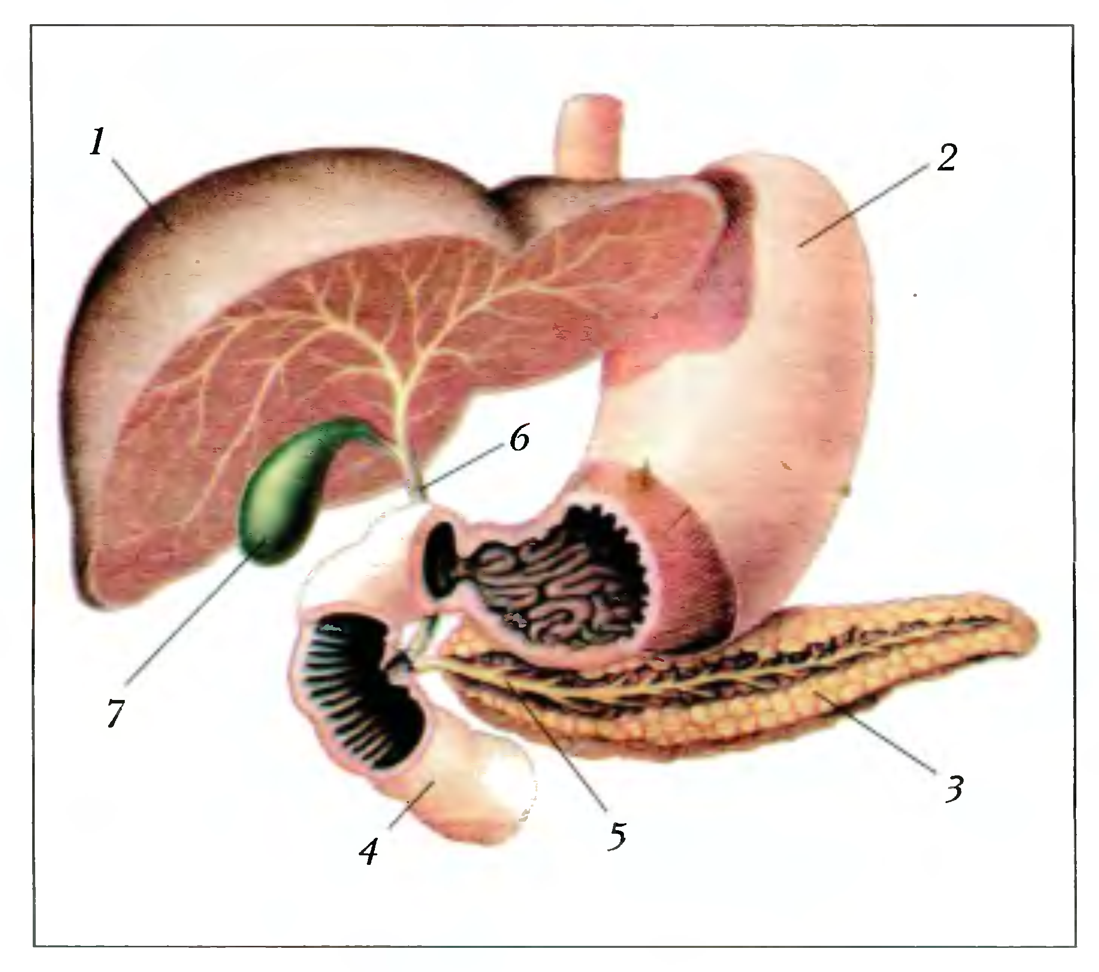 Установите соответствие печень поджелудочная. Печень двенадцатиперстная кишка поджелудочная железа. Расположение печени желудка поджелудочной железы анатомия. Анатомия двенадцатиперстной кишки и поджелудочной железы. Печень желудок 12 перстная кишка анатомия.