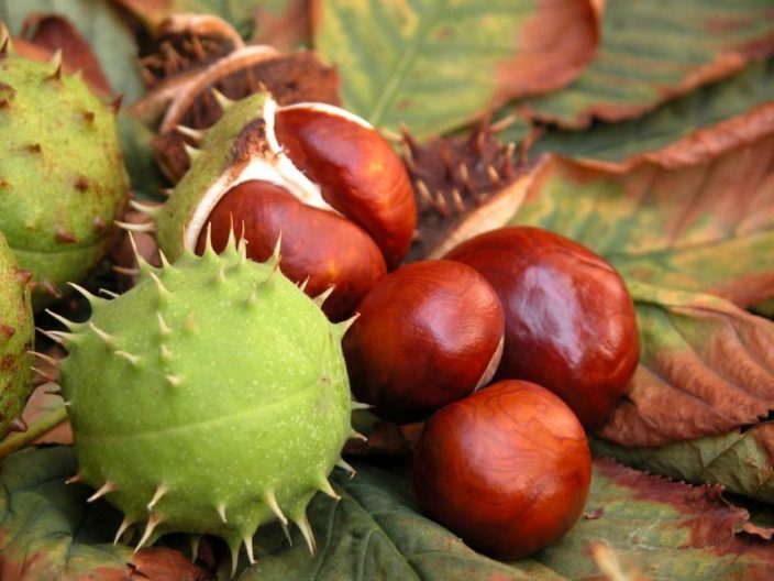 Плоды конского каштана для настойки для растирок от тромба