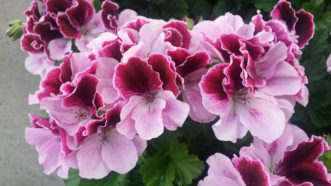 The Martha Washington or regal geraniums (Pelargonium x domesticum ‘Regal’) are not heat tolerant and are best grown as house plants during cooler months.