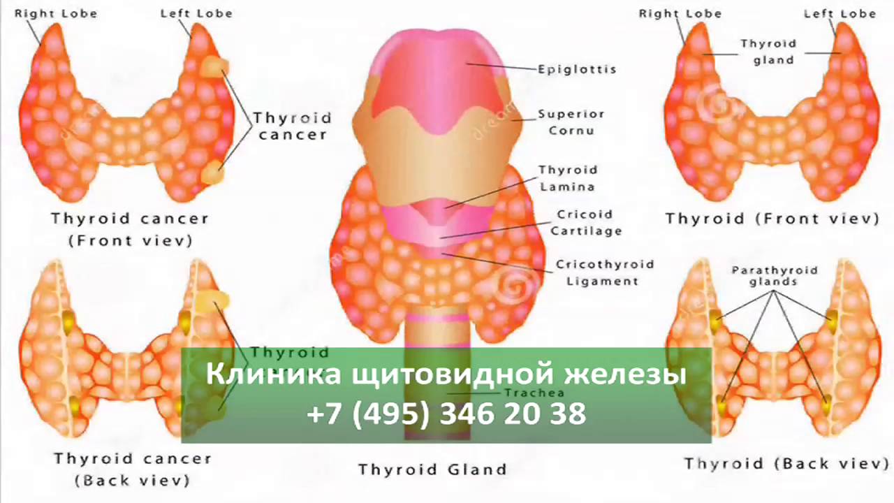 Картинки щитовидной железы красивые