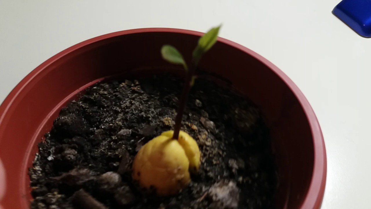 Выращиваем авокадо из косточки в домашних условиях пошагово с фото