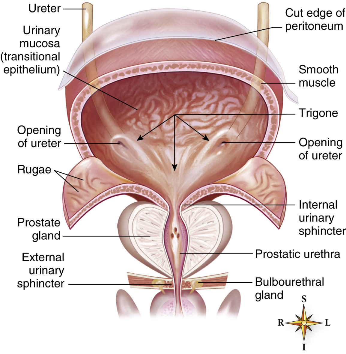 Анатомия человека мочевой пузырь у женщин