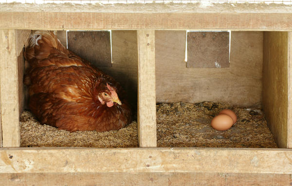 В скорлупе домашних яиц полезных соединений больше