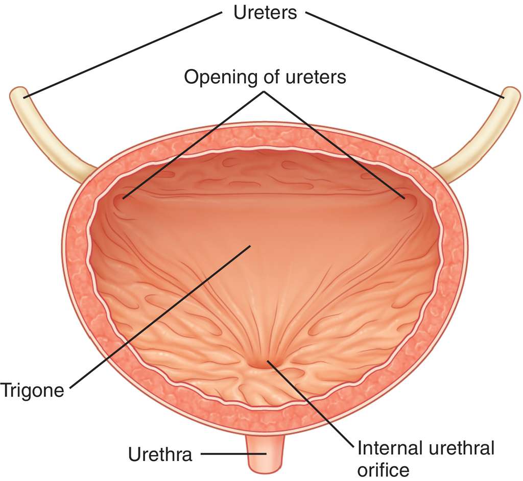 Internal open. Мочевой пузырь анатомия человека расположение. Слизистая оболочка мочевого пузыря анатомия. Сфинктер мочевого пузыря строение. Женский мочевой пузырь.