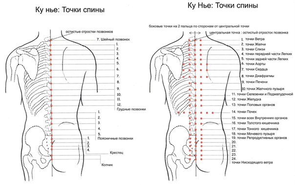 Массажные точки на спине женщины в картинках