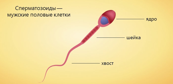 Spermatozoid
