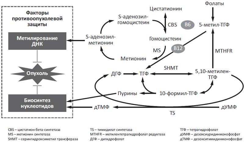 Цикл метилирования схема