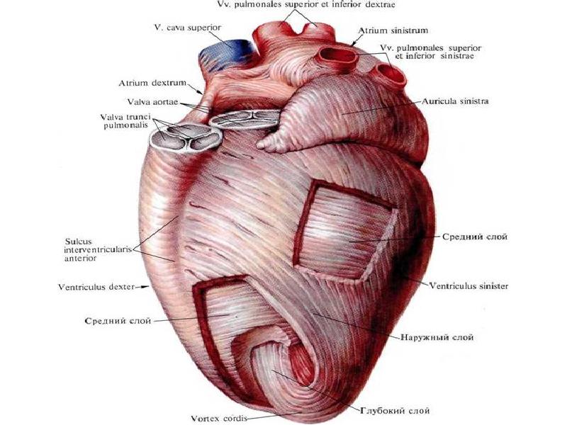 Где находится сердечная мышца у человека фото